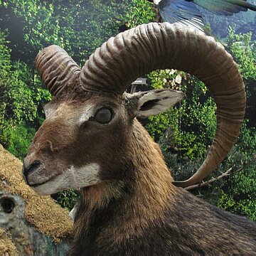 mouflon_photo MNS.jpg Biodiversité des milieux