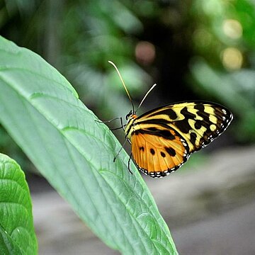 Biodiversité