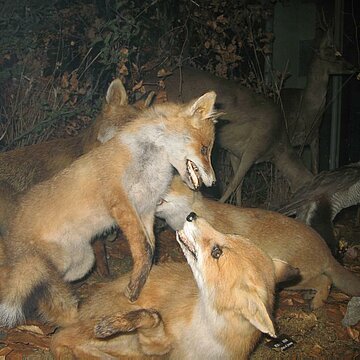 2008_MHL_AM_Auteur inconnu_09153.jpg Les animaux en famille