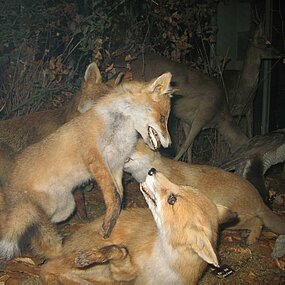 Les animaux en famille