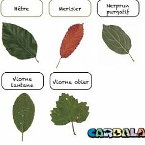 Clé de détermination des Arbres