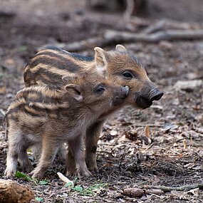 Pourquoi surveiller les maladies de la faune sauvage ?