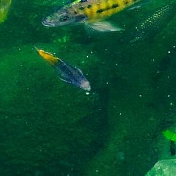 Biodiversité : comment la protéger grâce à L'ADN environnemental ?