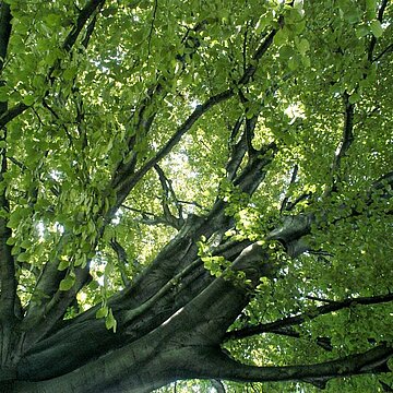ETRE002.AJ.jpg Identifier des arbres du jardin Lecoq