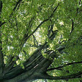 Identifier des arbres du jardin Lecoq