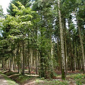 Forêt de la Comté