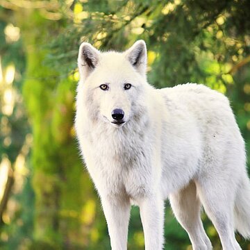 iStock-530832011.jpg Atelier - LES LOUPS