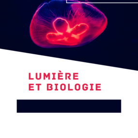 Vie et lumière : La lumière : élément indispensable à la vie