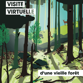 Visite virtuelle d'une vieille forêt