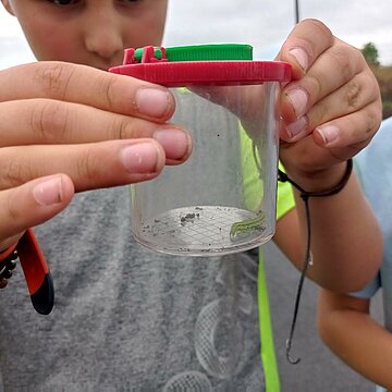 Observation des insectes et autres petites bêtes