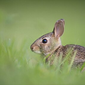 Lapin, espèce en voie de disparition ?