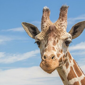 Atelier - LES GIRAFES