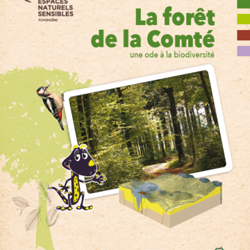 La forêt de la Comté, une ode à la biodiversité