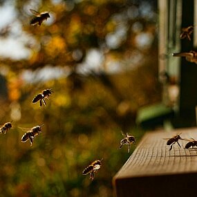 Les abeilles, ces insectes polinisateurs menacés