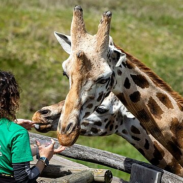 Parc Animalier d'Auvergne (106).jpg Atelier - SOIGNEUR ANIMALIER EN HERBE