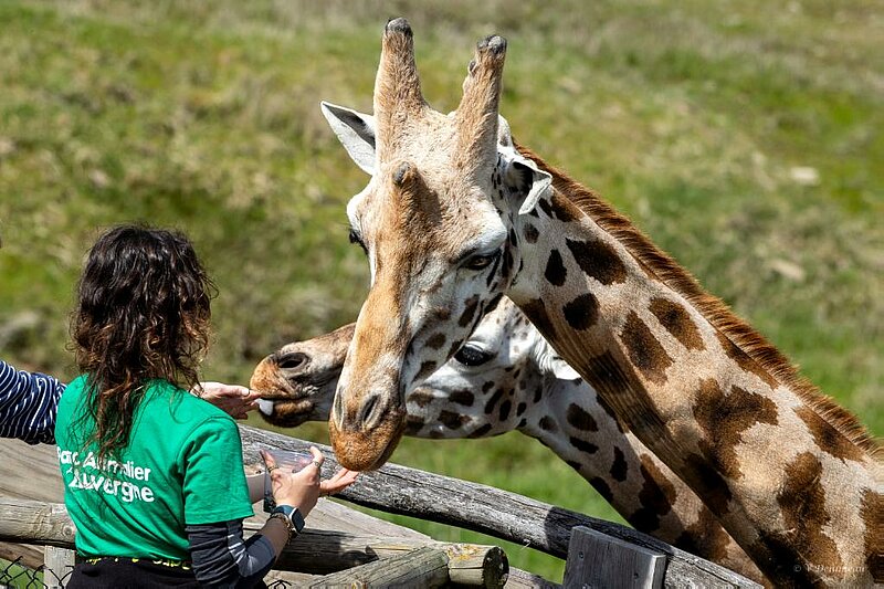 Parc Animalier d'Auvergne (106).jpg